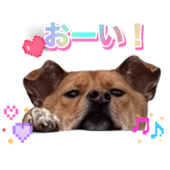 むぎとぎゃるの日常