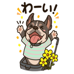 犬　フレンチブルドッグ　ヴェル