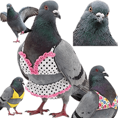 ビキニを着た鳩　実写