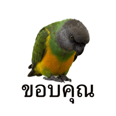 Napper_20260428152950