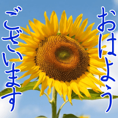 とびだす！夏のひまわり 大人の日常 敬語