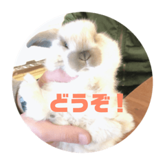 うさかわいい