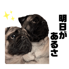 我が家のパグたちシンプル版