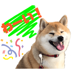 柴犬ぎんのスタンプ２