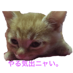 マロンの猫語スタンプ