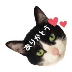 癒しのジョジョちゃん♡