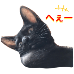 ワイルドブラックキャット