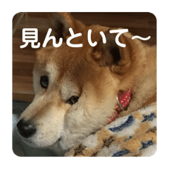 ちょいデブ柴犬マメが代弁