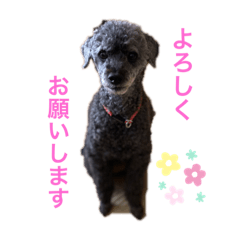 かわいいさんごちゃん2