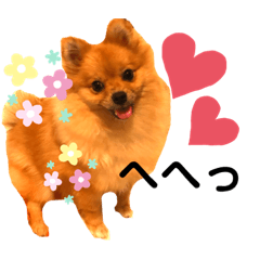 我が家のくぅちゃん②（ポメラニアン）