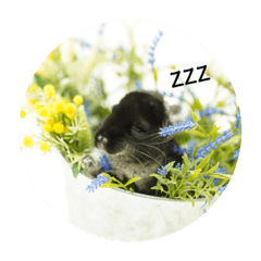 おおき しょこら