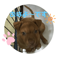 ピットブルのブリリン♡