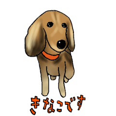 カニンヘンダックスきなこ