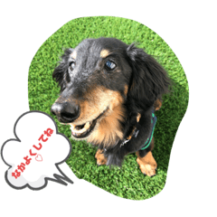 我が家のドラ息子 II