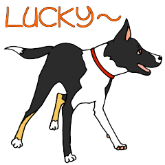 スムースボーダーコリーの日常