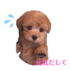 トイプードル　バニラちゃん