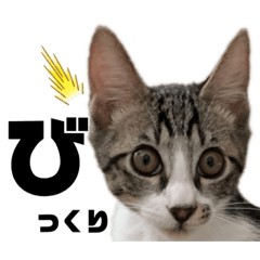 猫たちの一言PART2