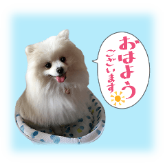 ポメ犬！ハルカの日常！！