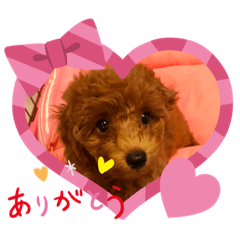 癒しのプーちゃんスタンプ