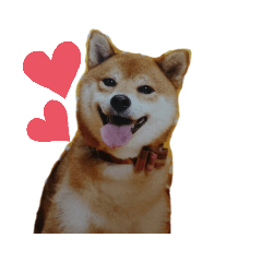 柴犬メルちゃん