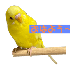 俺のピーちゃん