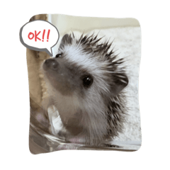 ハリネズミ（よく使う言葉）