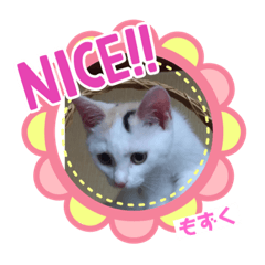 しょうちゃんちのおよめさんのもずくちゃん