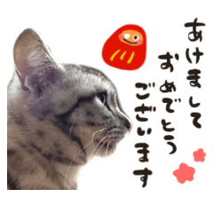 全ての猫好きにおくるお正月&クリスマス