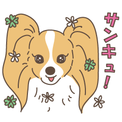 蝶よ、花よ、パピヨンよ！！