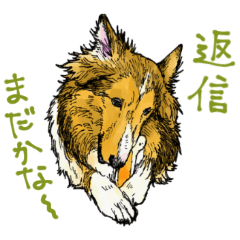 愛しシェルティー2