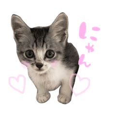 実家のネコ可愛いスタンプ