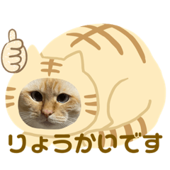 ウチの猫　はなおくん　2