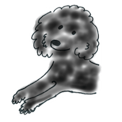 トイプードル黒