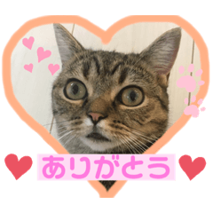 マンチカンゆもちゃんの猫写真スタンプ