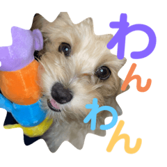 くくたん-ヤング編