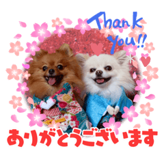 レオ、リリー　ポメラニアン