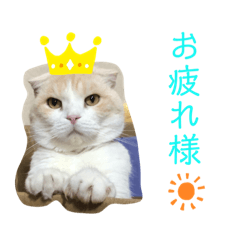 我が家の癒したちの日常