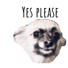 Talking Moco (English)