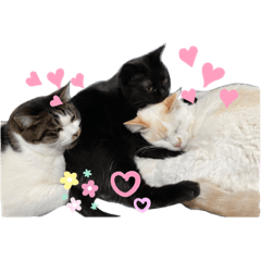 きなこあんここてつ①