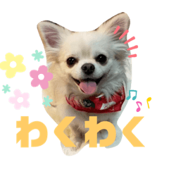 チワワのナルさん。