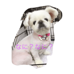 ペキちゃん一言