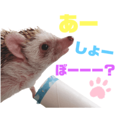 ハリネズミのお茶子！part２