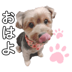 愛犬みぃのスタンプ2