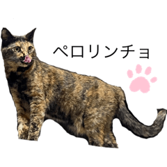 サビねこチノちゃん1