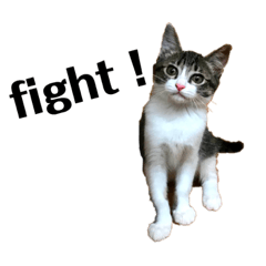 なつのスタンプだよ