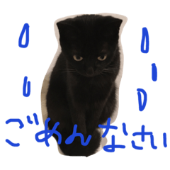 黒猫クロエだよ！