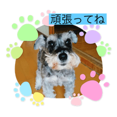 恵ママのゴジ君