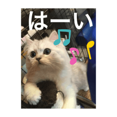 猫のリリィの日常2