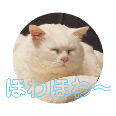 我が家の猫プラス鳥完全版