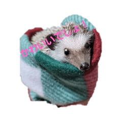 ハリネズミのプー